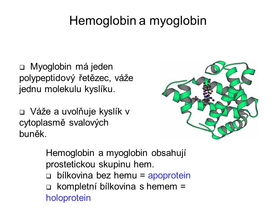 ...kompletní bílkovina s hemem = holoprotein. 