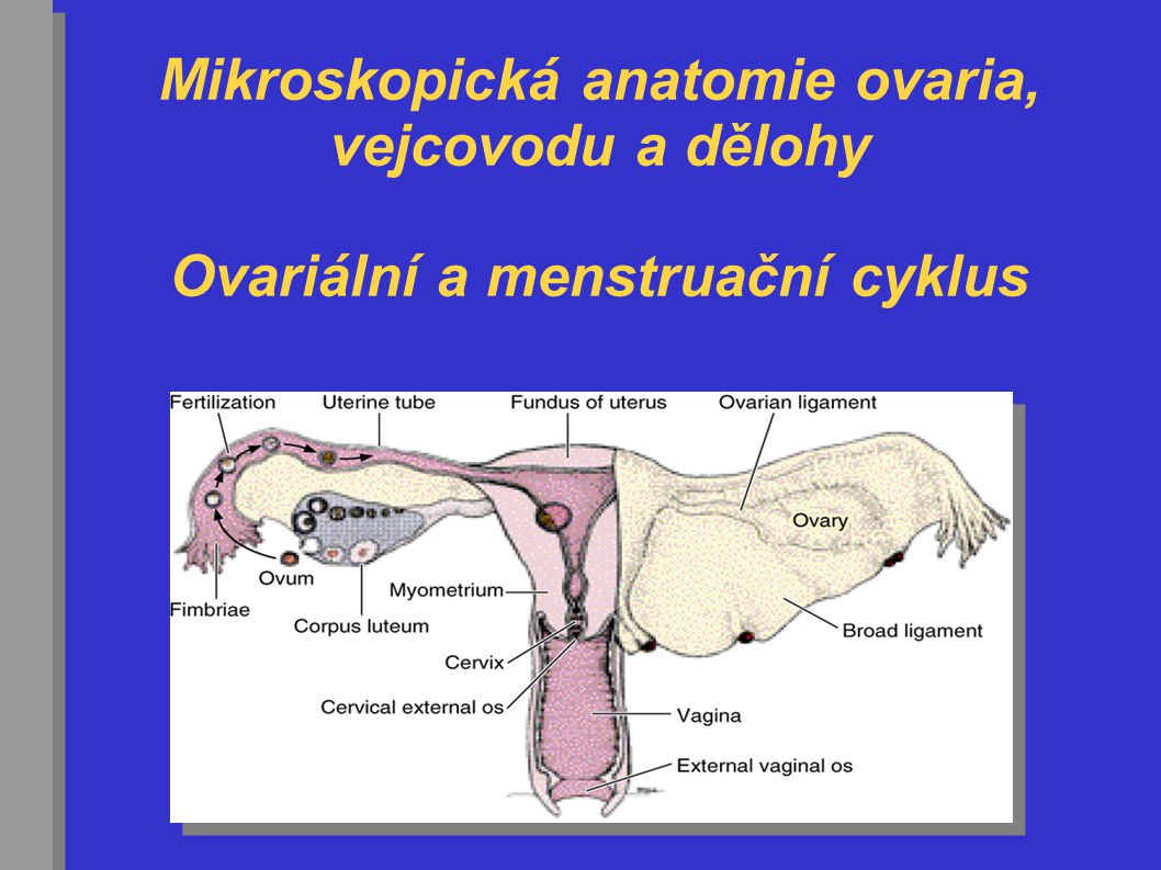 Mikroskopická anatomie ovaria, vejcovodu a dělohy Ovariální a menstruační cyklus