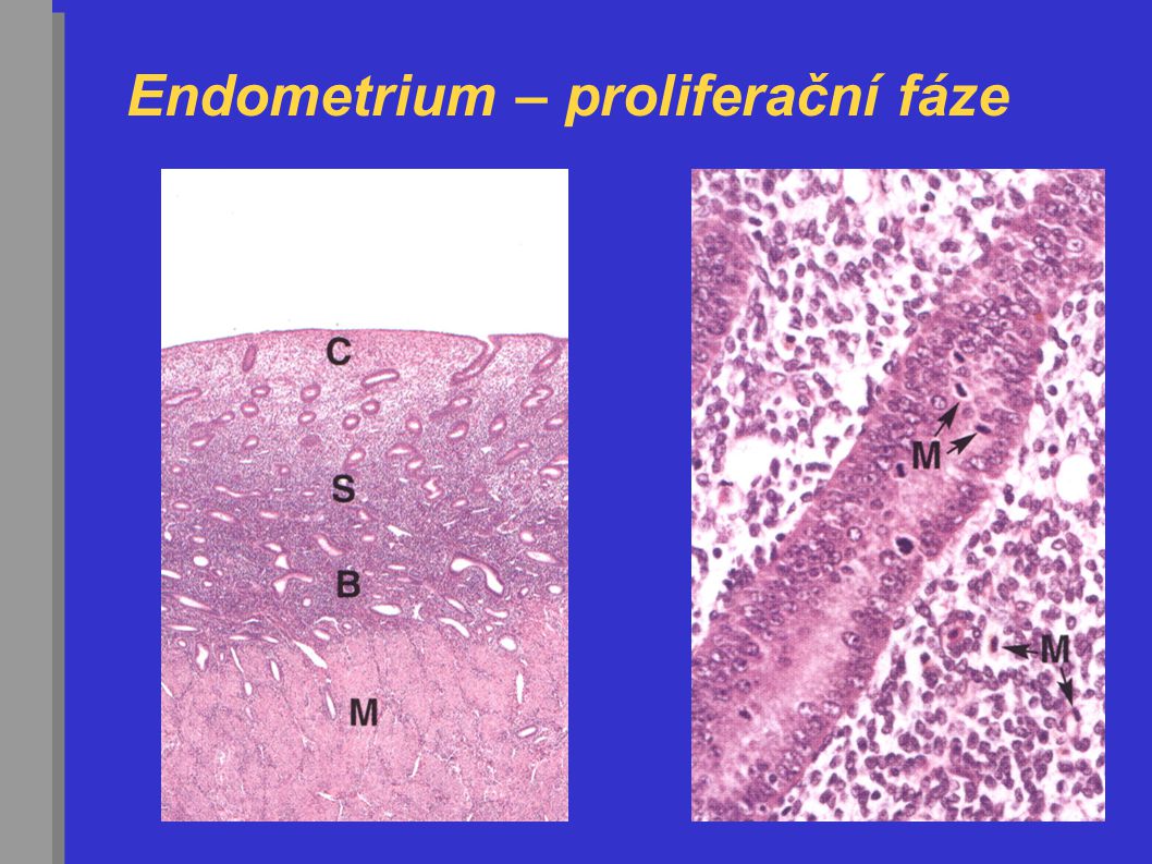 Endometrium – proliferační fáze