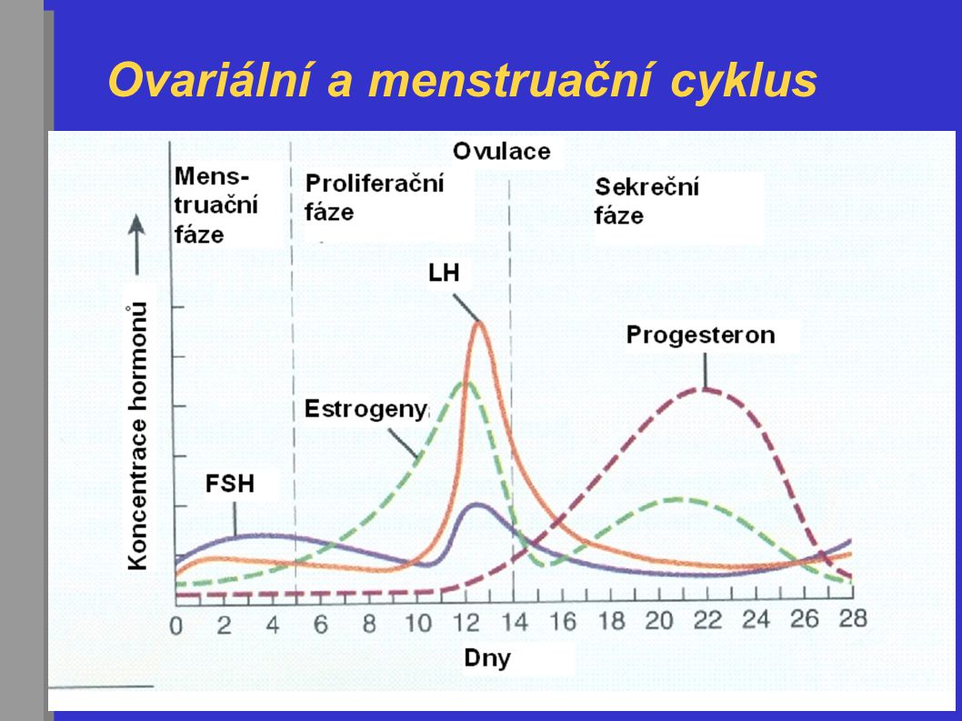 Ovariální a menstruační cyklus