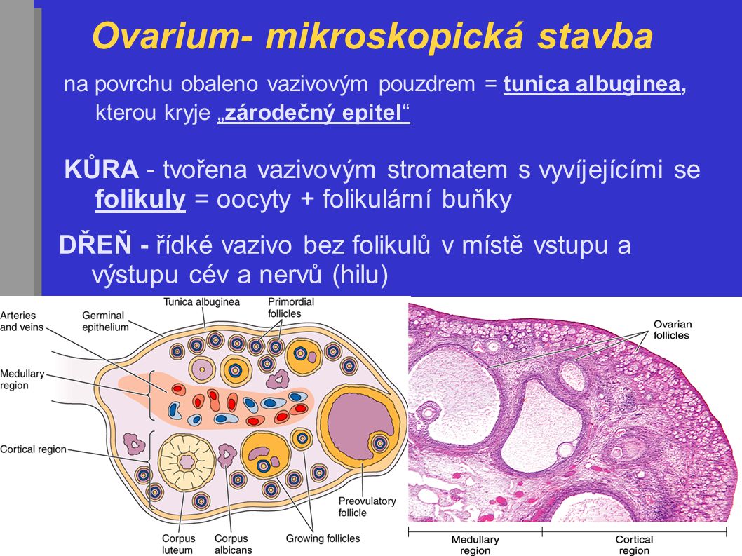 Ovarium- mikroskopická stavba