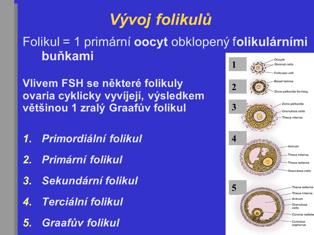 Vývoj folikulů Folikul = 1 primární oocyt obklopený folikulárními buňkami. Vlivem FSH se některé folikuly.