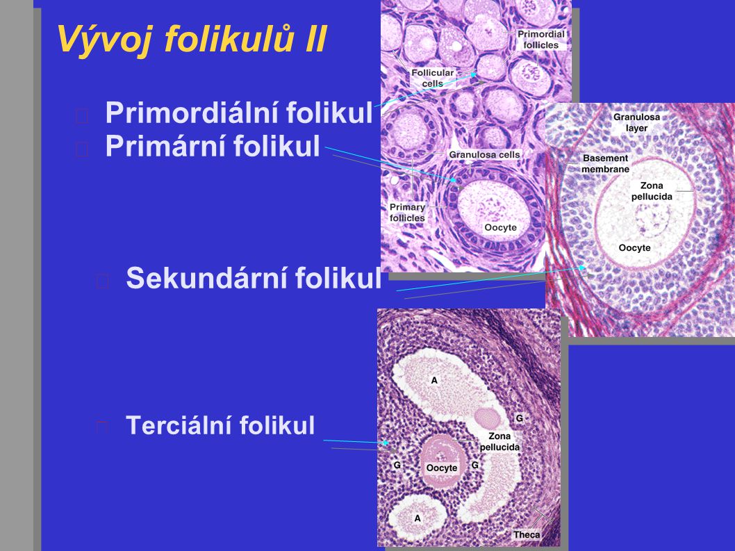 Vývoj folikulů II Primordiální folikul Primární folikul