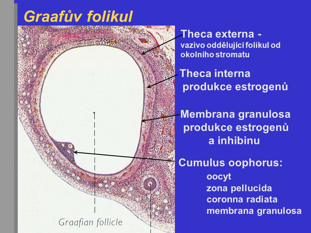 Graafův folikul Velikost = 1,5 cm