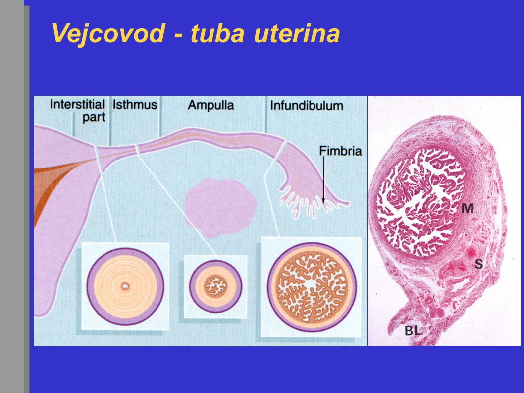 Vejcovod - tuba uterina