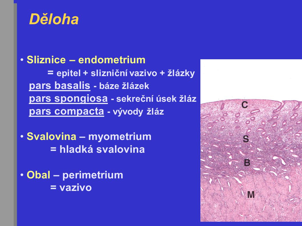 Děloha Sliznice – endometrium = epitel + slizniční vazivo + žlázky