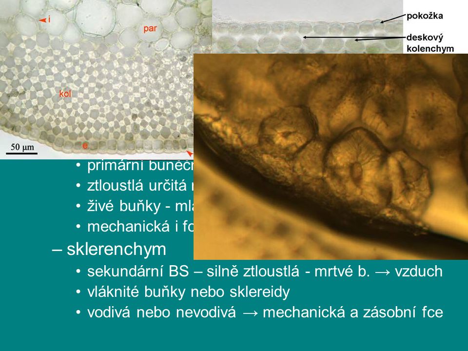rostlinná pletiva podle tvaru buněk a tloustnutí BS kolenchym