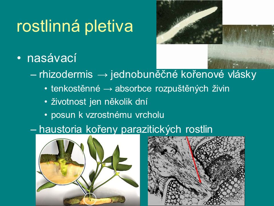 rostlinná pletiva nasávací rhizodermis → jednobuněčné kořenové vlásky