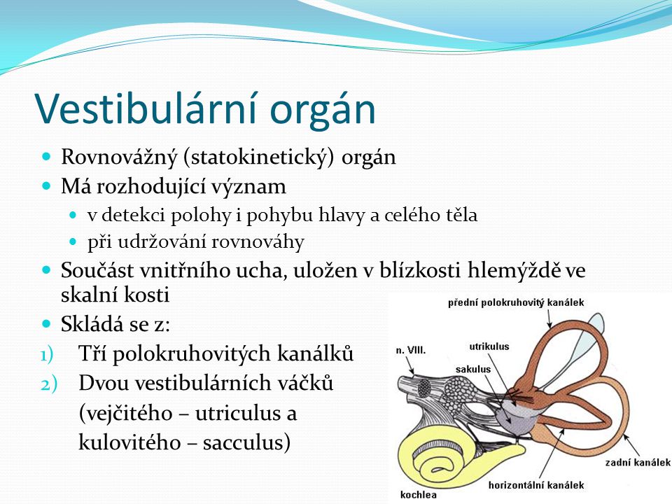 Vestibulární orgán Rovnovážný (statokinetický) orgán