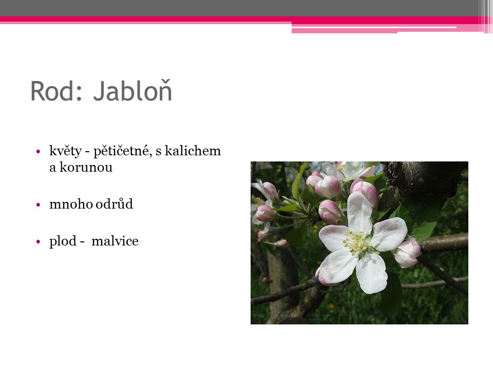Rod: Jabloň květy - pětičetné, s kalichem a korunou mnoho odrůd
