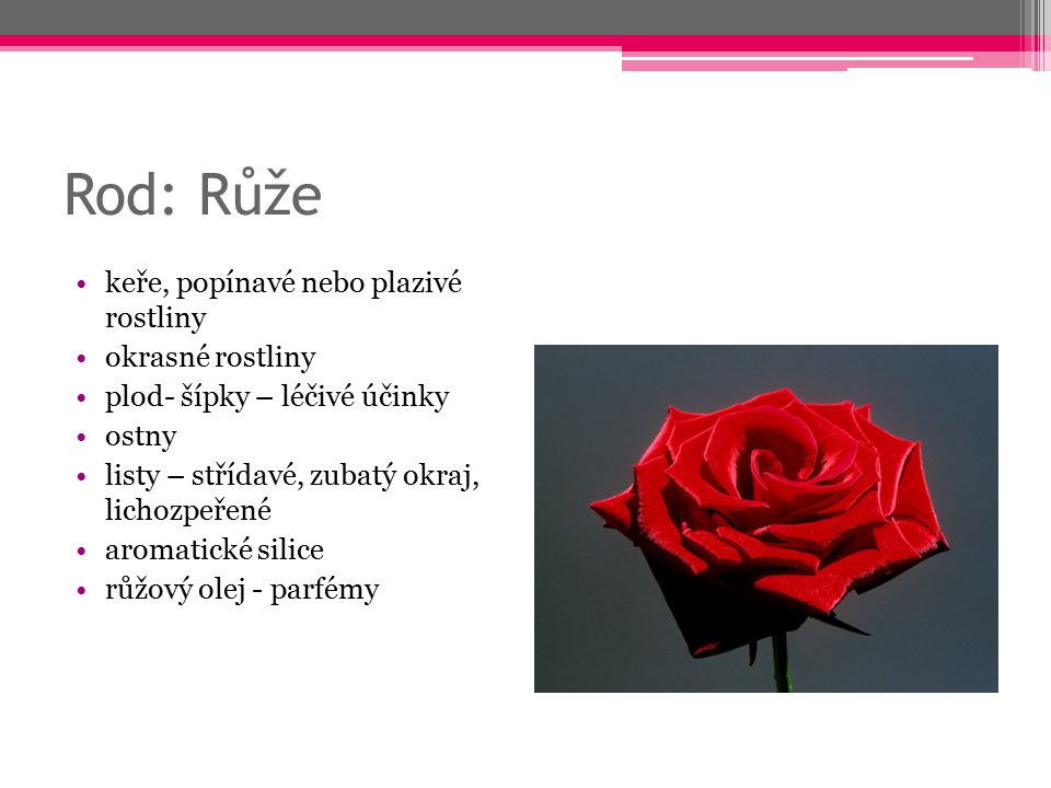 Rod: Růže keře, popínavé nebo plazivé rostliny okrasné rostliny