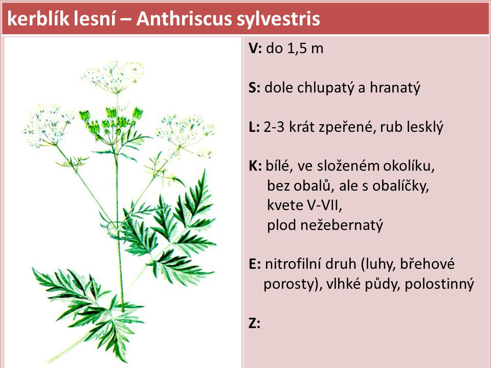 kerblík lesní – Anthriscus sylvestris