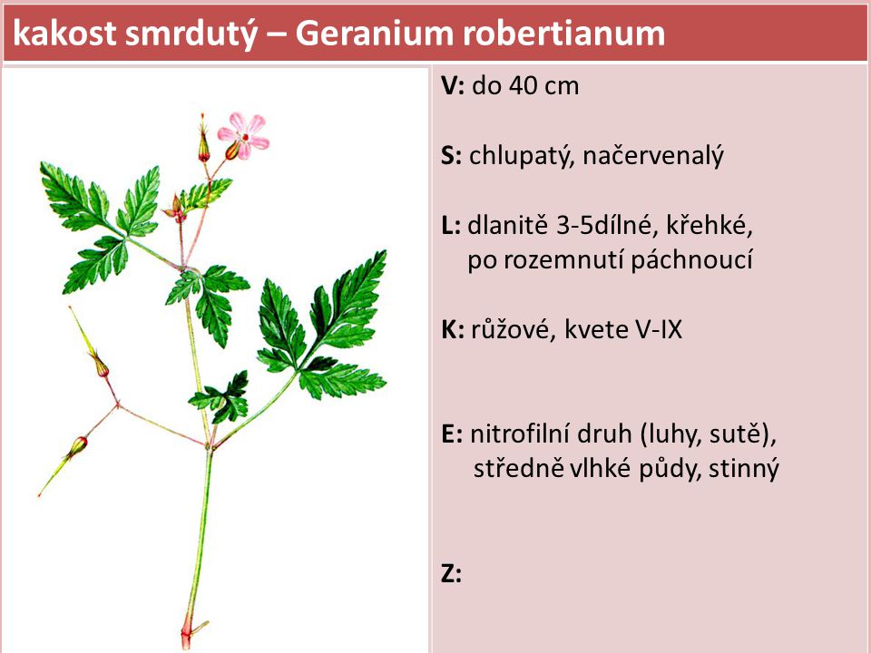 kakost smrdutý – Geranium robertianum