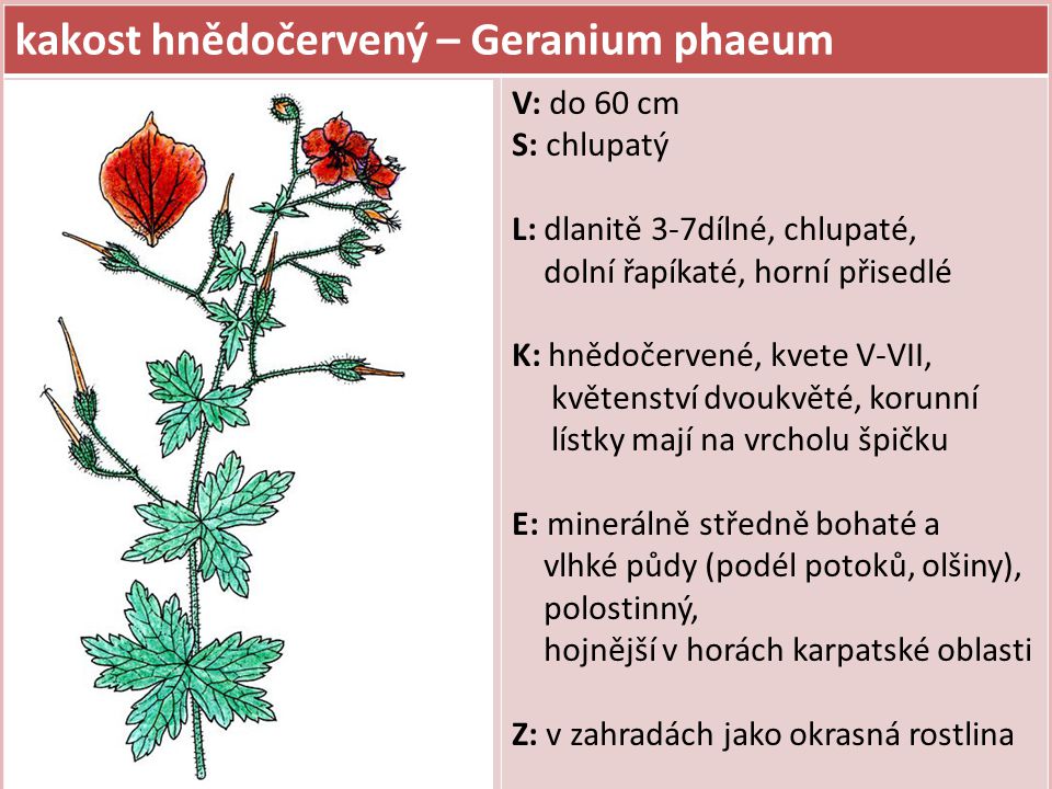 kakost hnědočervený – Geranium phaeum
