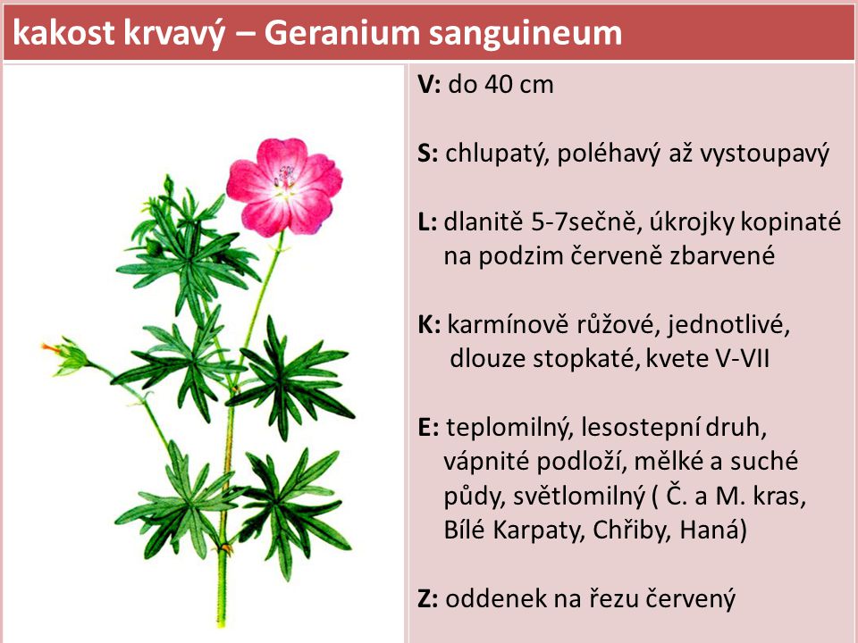 kakost krvavý – Geranium sanguineum