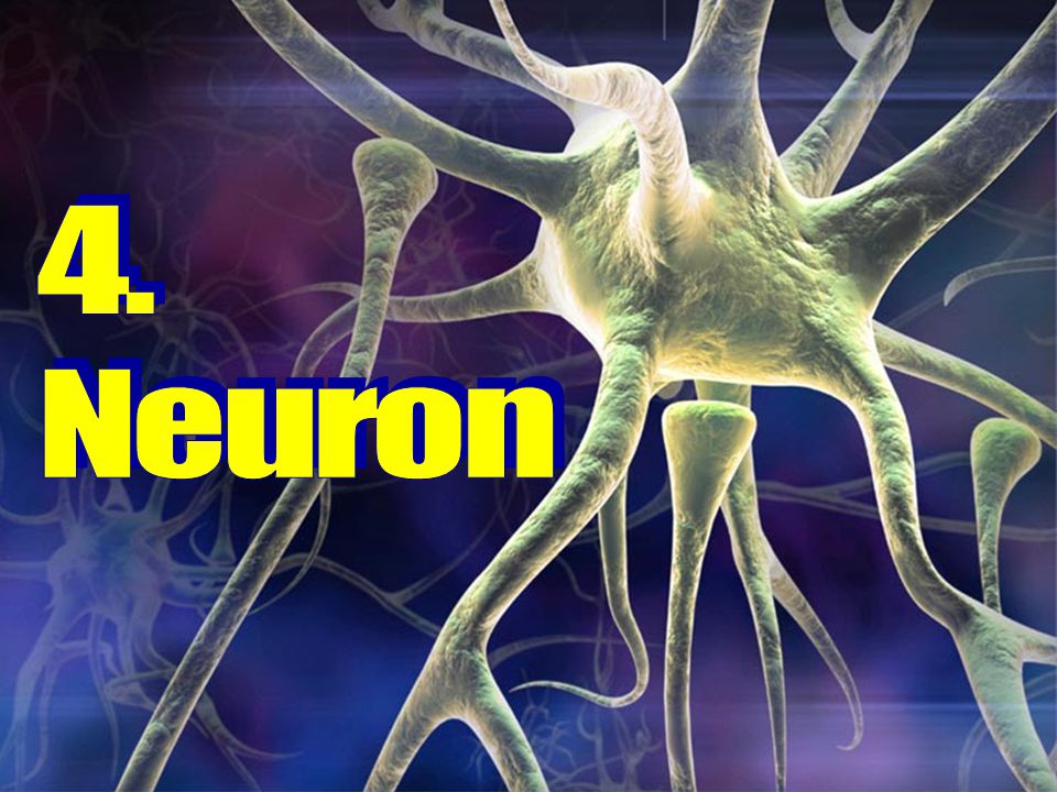 4. Neuron