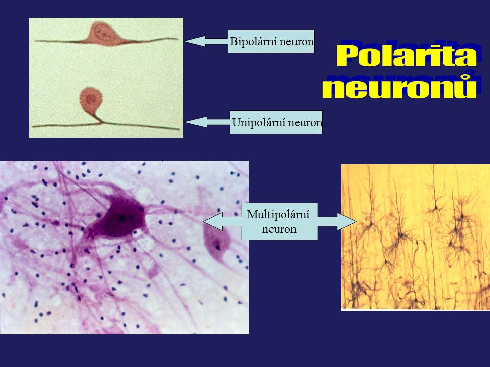 Polarita neuronů Bipolární neuron Unipolární neuron Multipolární
