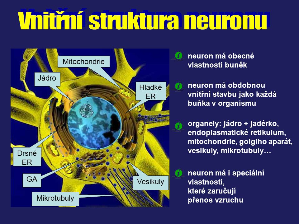 Vnitřní struktura neuronu