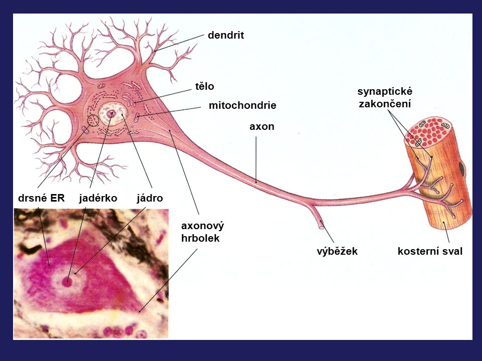 dendrit tělo. synaptické. zakončení. mitochondrie. axon. drsné ER. jadérko. jádro. axonový.