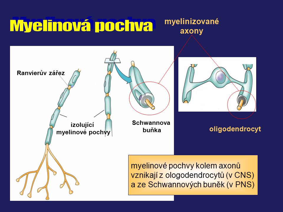 Myelinová pochva myelinizované axony