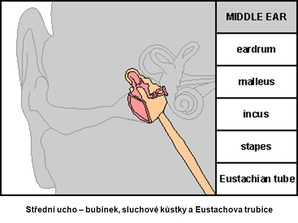Střední ucho – bubínek, sluchové kůstky a Eustachova trubice