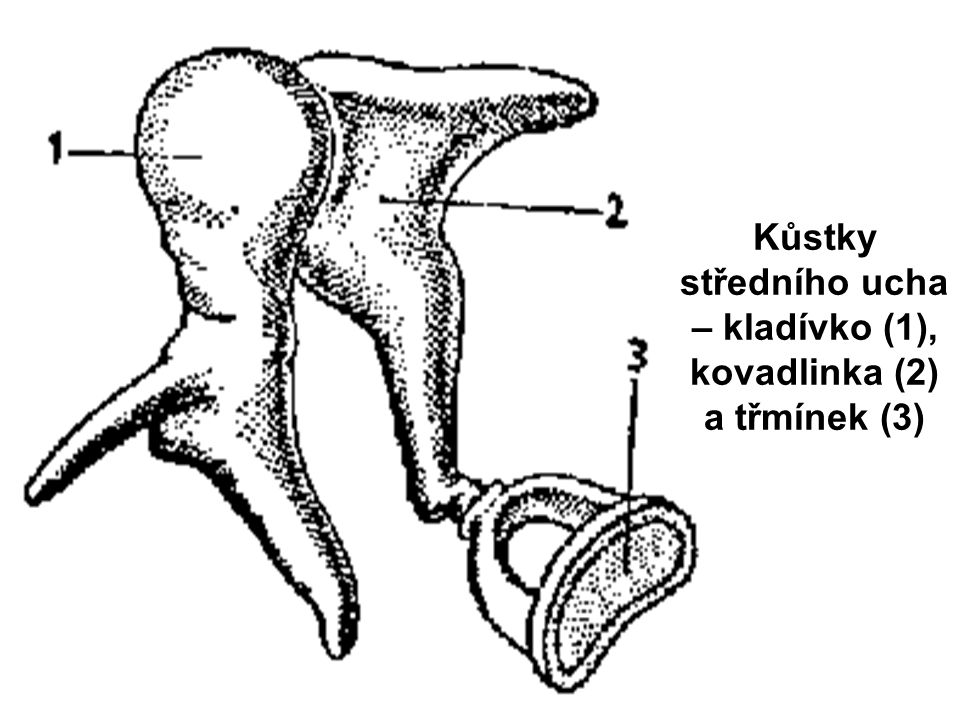 Kůstky středního ucha – kladívko (1), kovadlinka (2) a třmínek (3)