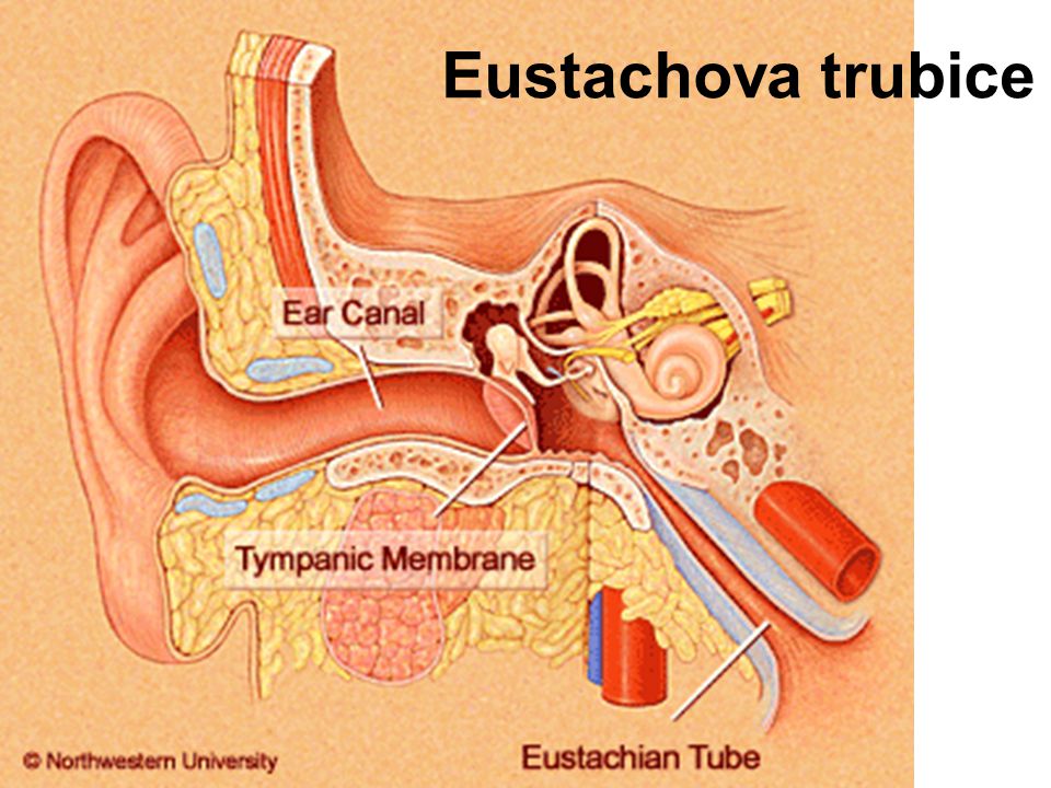 Eustachova trubice