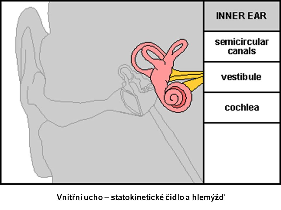 Vnitřní ucho – statokinetické čidlo a hlemýžď
