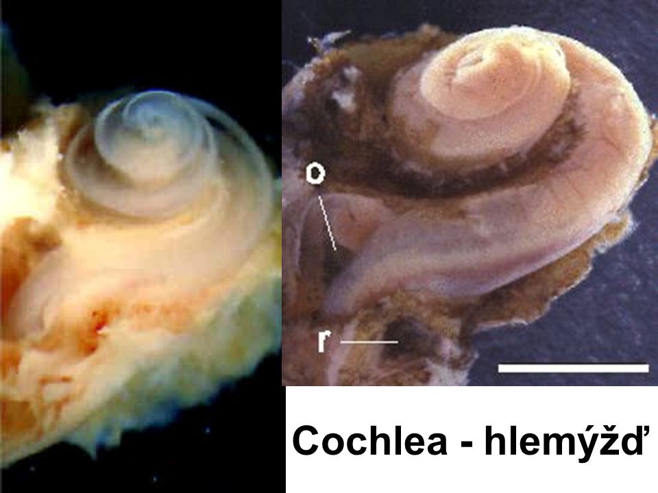 Cochlea - hlemýžď