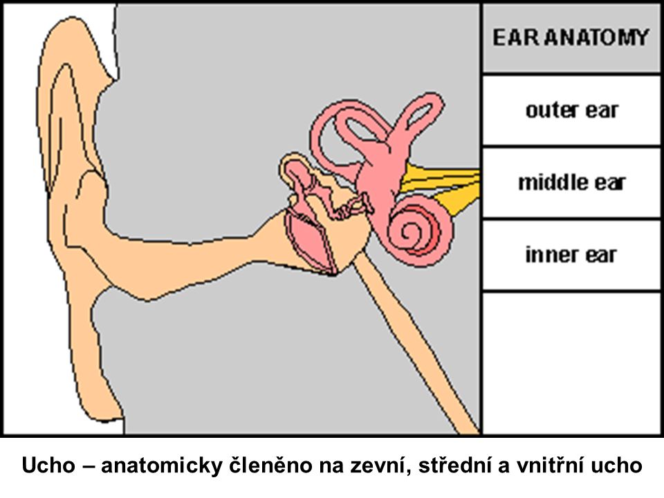 Ucho – anatomicky členěno na zevní, střední a vnitřní ucho