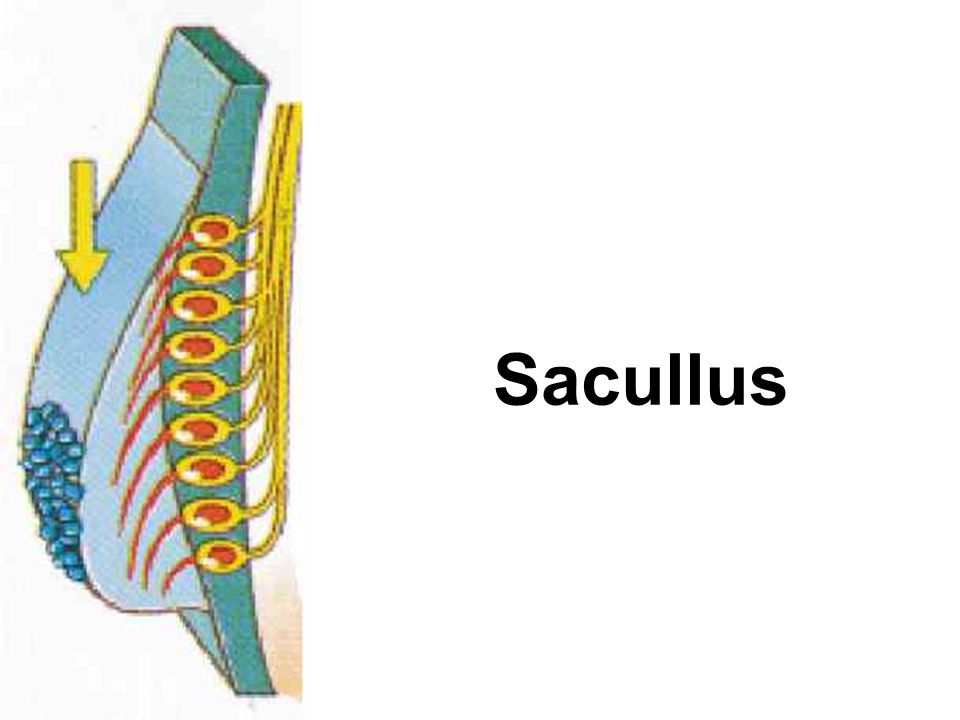 Sacullus