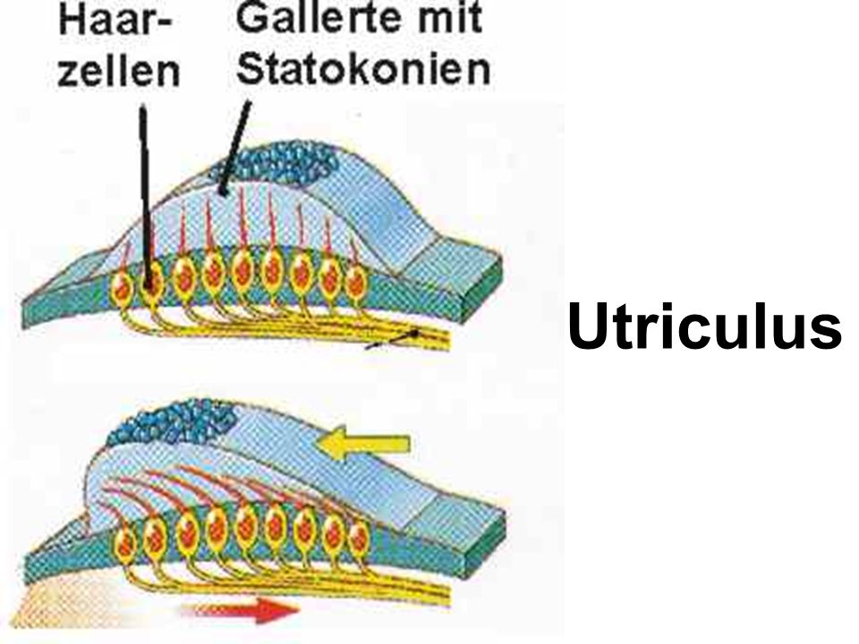 Utriculus