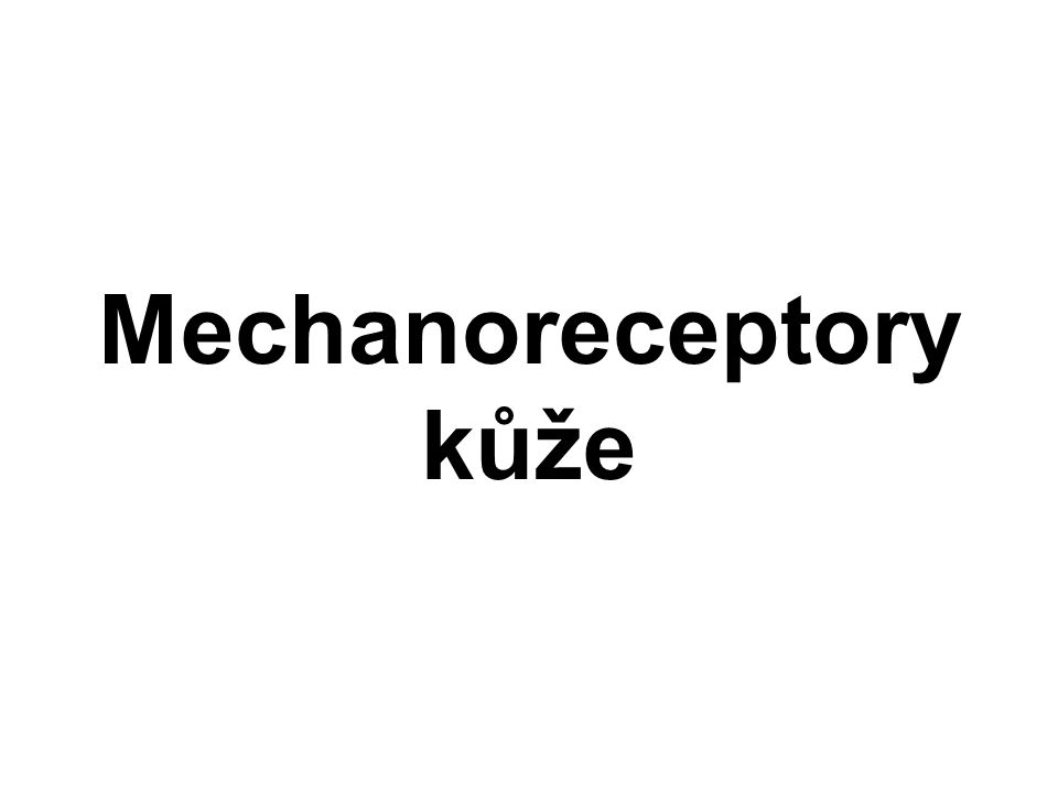 Mechanoreceptory kůže