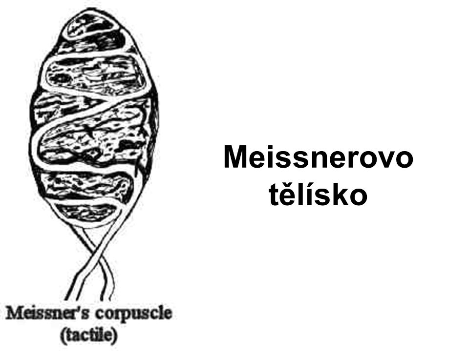 Meissnerovo tělísko