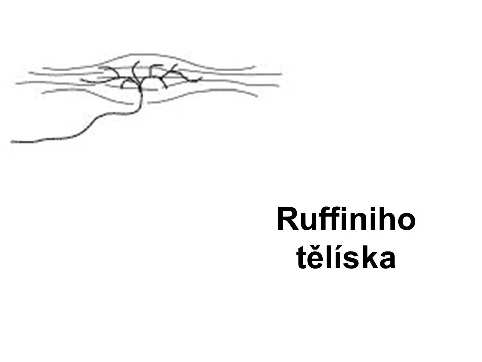 Ruffiniho tělíska