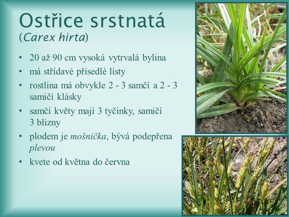Ostřice srstnatá (Carex hirta)