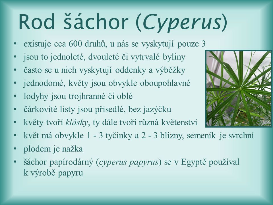 Rod šáchor (Cyperus) existuje cca 600 druhů, u nás se vyskytují pouze 3. jsou to jednoleté, dvouleté či vytrvalé byliny.