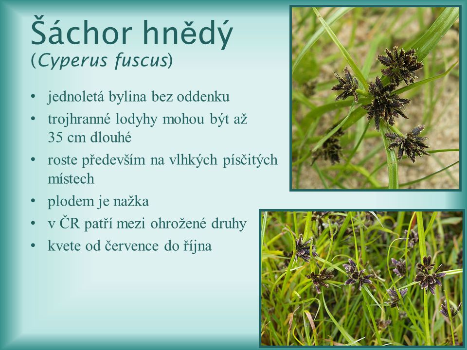 Šáchor hnědý (Cyperus fuscus)