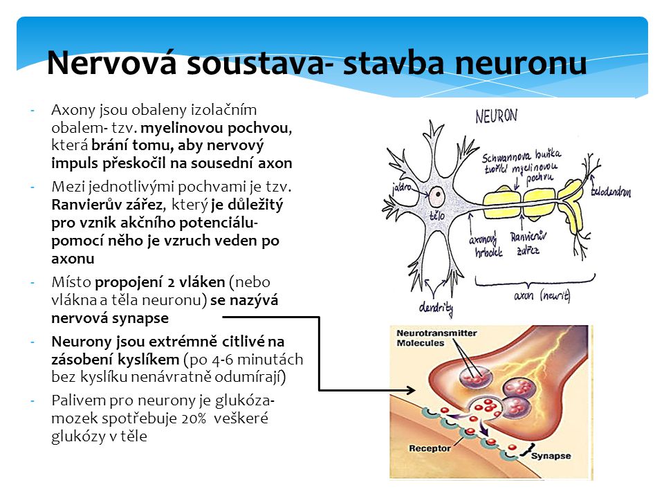 Nervová soustava- stavba neuronu