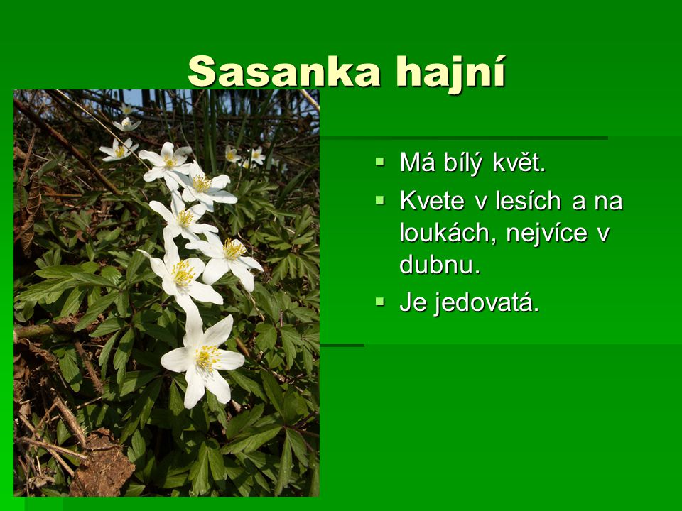 Sasanka hajní Má bílý květ.