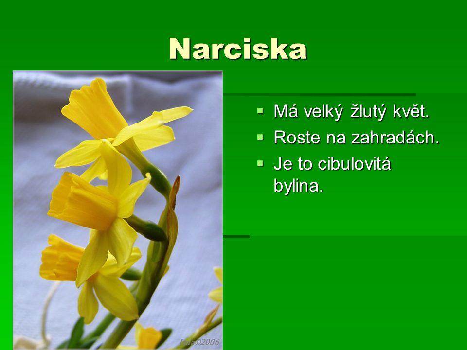 Narciska Má velký žlutý květ. Roste na zahradách.