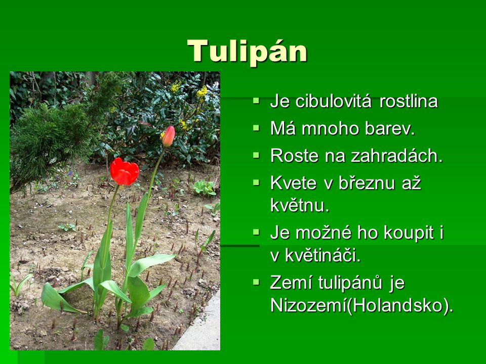 Tulipán Je cibulovitá rostlina Má mnoho barev. Roste na zahradách.