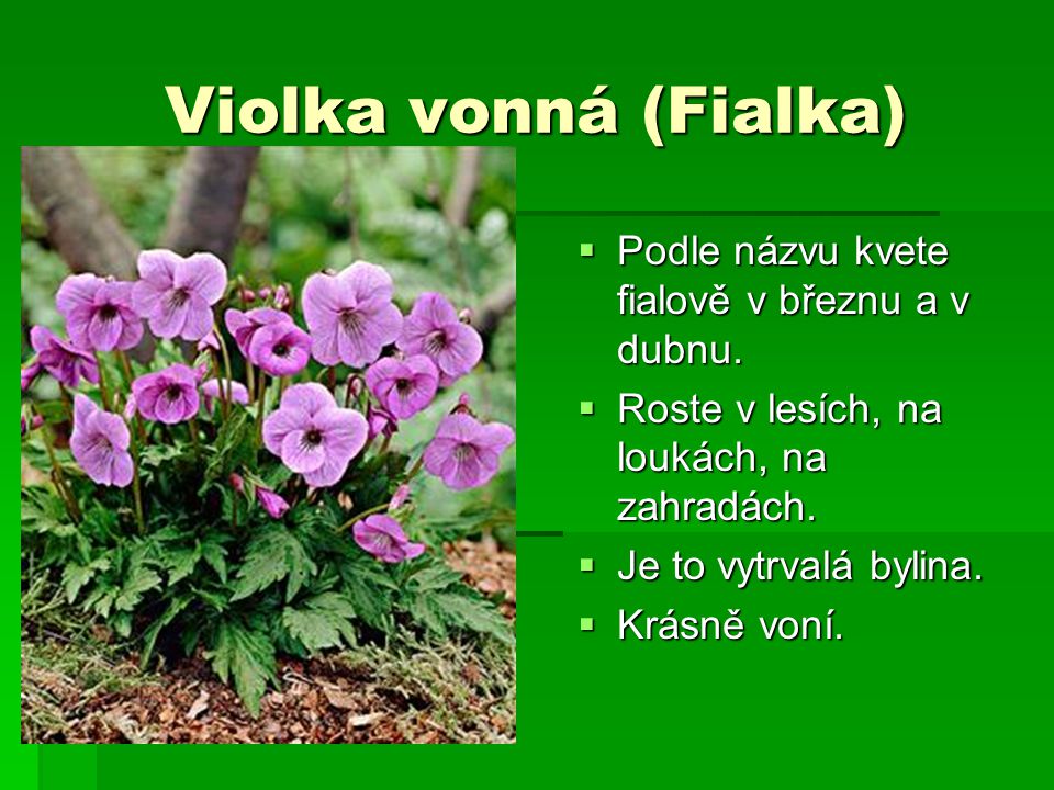 Violka vonná (Fialka) Podle názvu kvete fialově v březnu a v dubnu.