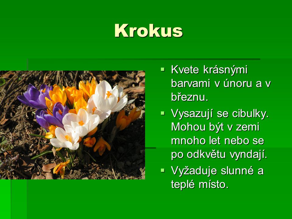 Krokus Kvete krásnými barvami v únoru a v březnu.