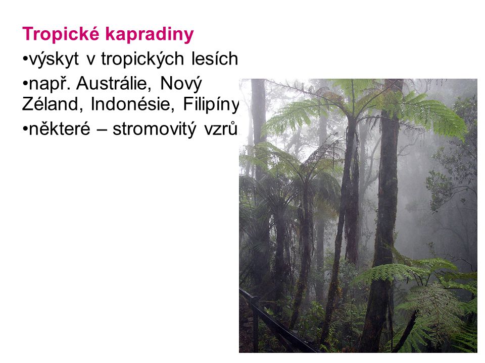 Tropické kapradiny výskyt v tropických lesích. např.