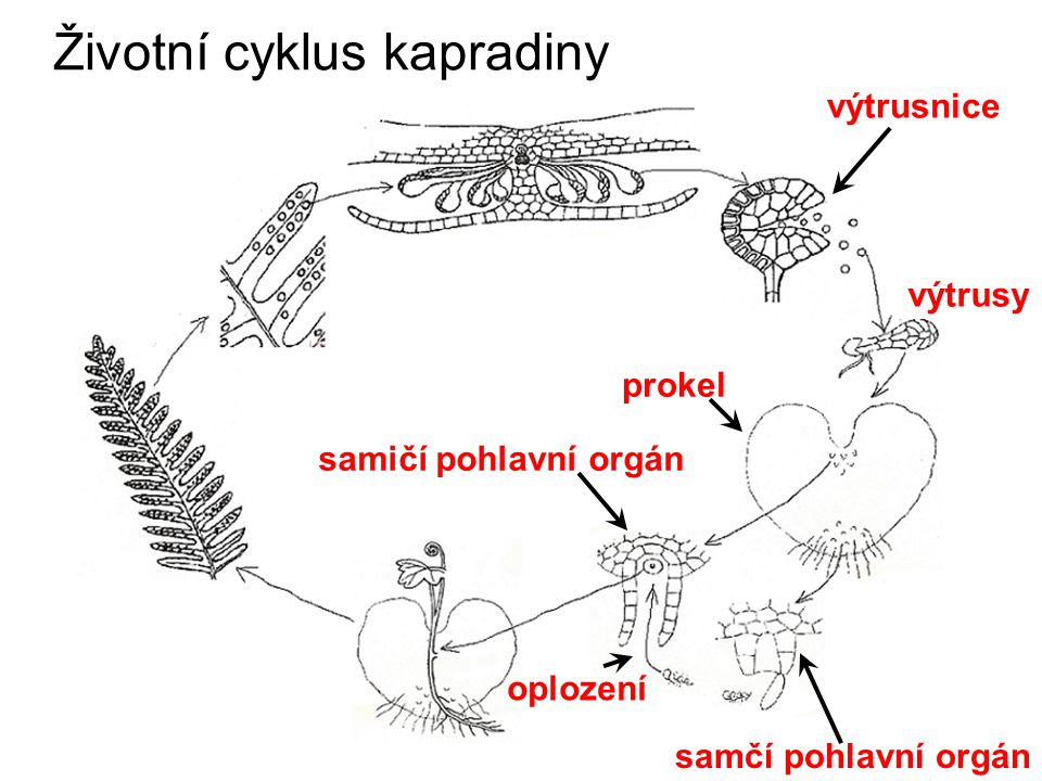 Životní cyklus kapradiny