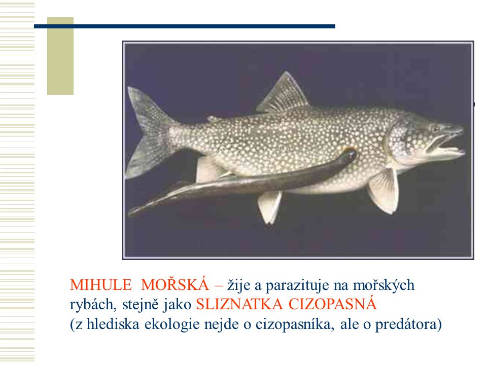 MIHULE MOŘSKÁ – žije a parazituje na mořských rybách, stejně jako SLIZNATKA CIZOPASNÁ (z hlediska ekologie nejde o cizopasníka, ale o predátora)