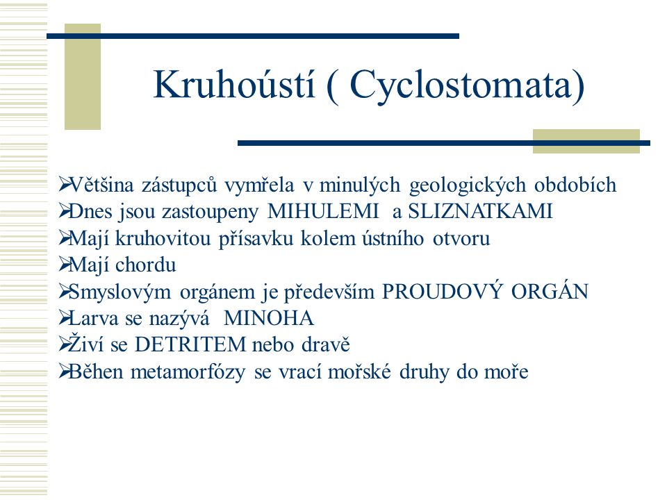 Kruhoústí ( Cyclostomata)