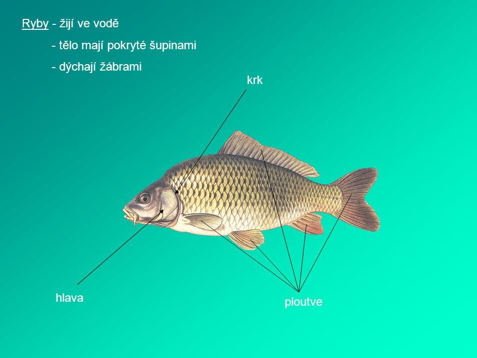 Ryby - žijí ve vodě - tělo mají pokryté šupinami - dýchají žábrami krk hlava ploutve