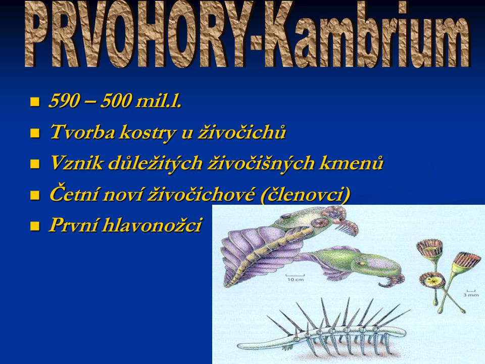 PRVOHORY-Kambrium 590 – 500 mil.l. Tvorba kostry u živočichů